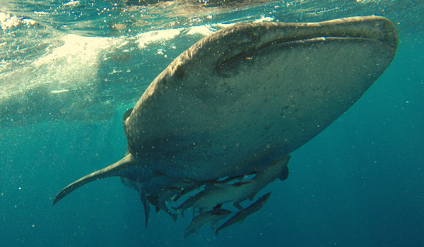 Whale Shark in Holbox